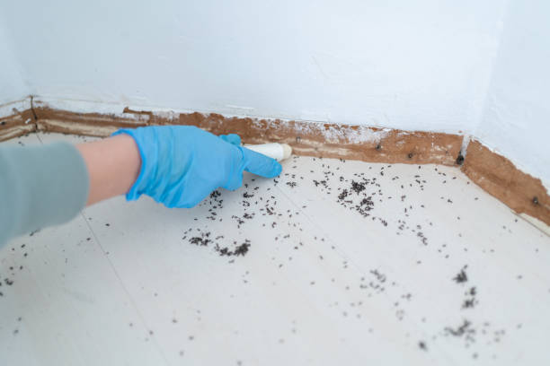 Best Termite Inspection and Treatment  in Wayne, MI